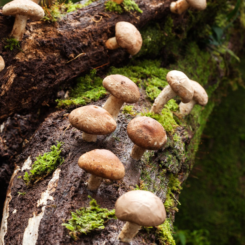 Shiitake-Mushrooms-on-Trees.jpg__PID:02b6b02a-3fe2-4584-b67c-62dd195c50b2