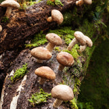 Shiitake