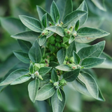 KSM-66® Ashwagandha