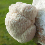 Lion's Mane