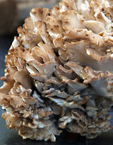 Maitake