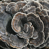 Turkey Tail